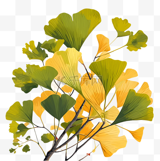 银杏树叶叶片扁平图片