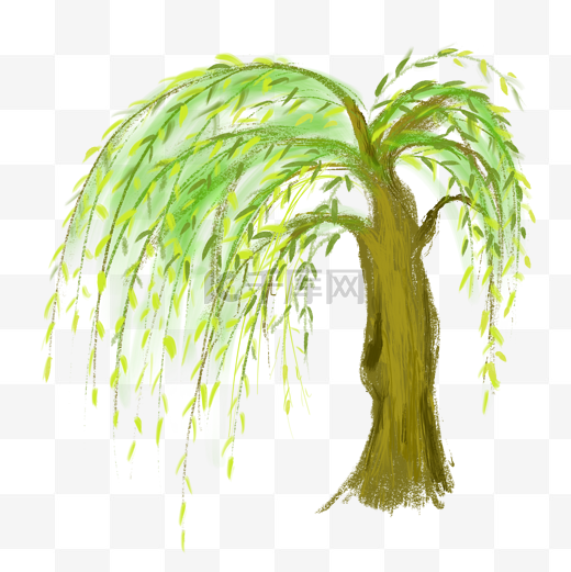 一棵柳树植物树图片