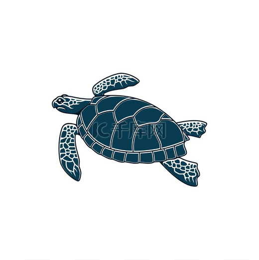 海龟爬行动物有软骨外壳的海陆龟孤立的单色图标带壳海洋水龟水族馆宠物海龟吉祥物海洋或海洋古老的动物海龟隔离的海洋动物图片