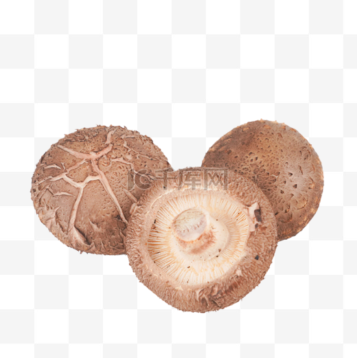 菌类菌菇香菇图片