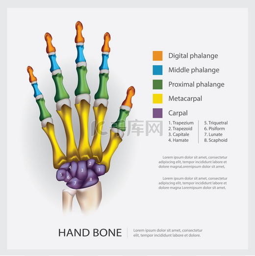 手骨矢量图图片