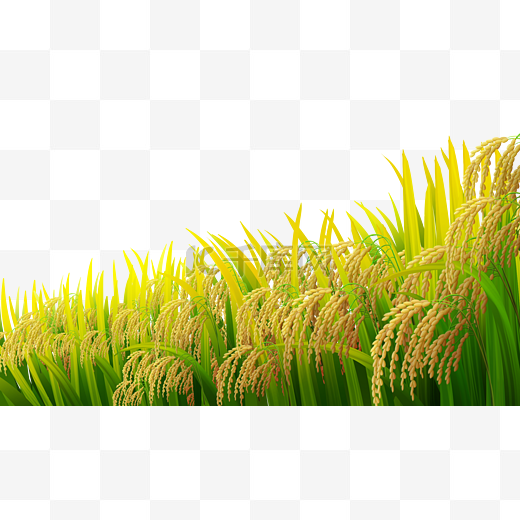 二十四节气小满水稻风景图片