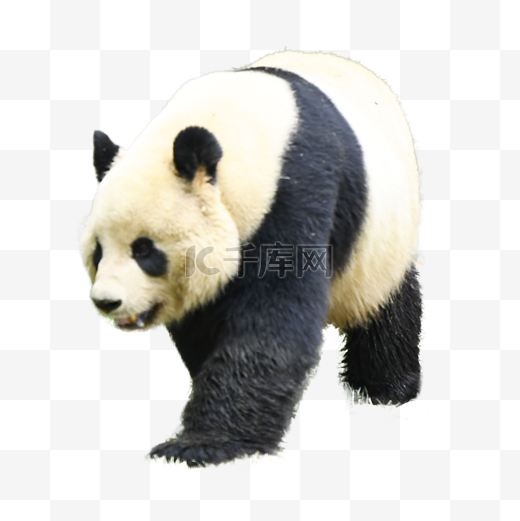 自然哺乳动物熊猫动物园图片