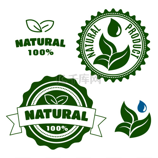 带有多汁绿叶、水滴和丝带横幅的天然产品标签和徽章。图片