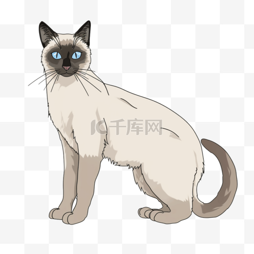 暹罗猫卡通风格宠物元素图片