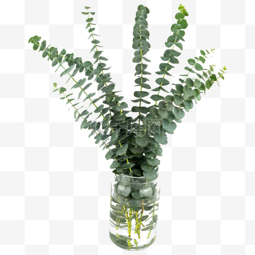 花瓶绿植尤加利装饰图片