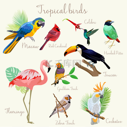 色泽鲜艳异国情调的热带鸟设置隔离图片