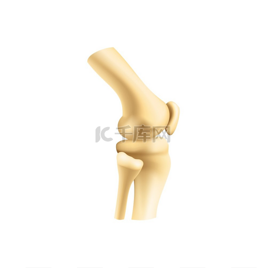 人体骨骼关节矢量孤立的膝盖或肘部骨骼骨科和关节炎膝盖或肘部骨骼关节隔离图片