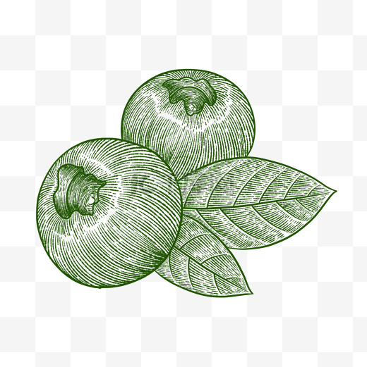 铜版画绿色线描线稿水果蓝莓图片