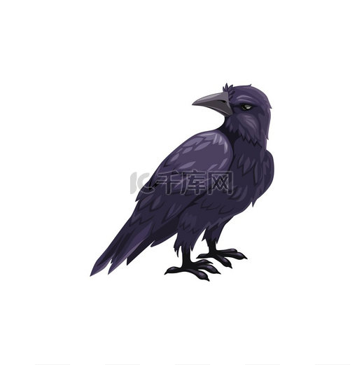 黑乌鸦万圣节令人毛骨悚然的角色、乌鸦鸟、带有深色羽毛、锋利爪子和闭合喙的卡通矢量吉祥物。图片