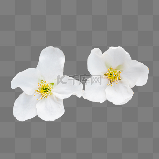 白色杏花花朵图片