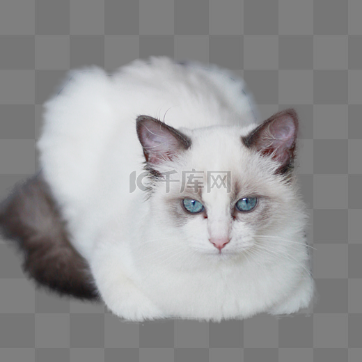 宠物布偶猫猫咪白猫长毛图片