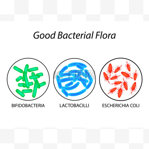 好的菌群。乳酸杆菌、 双歧杆菌、 大肠埃希氏大肠杆菌。信息图表。矢量图.图片