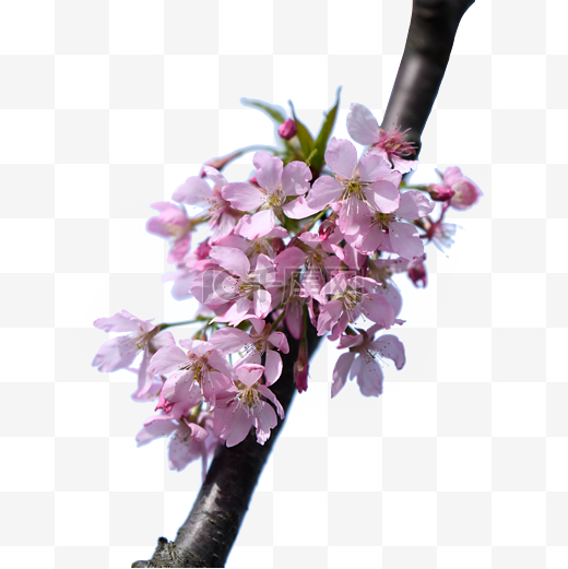 樱花春季摄影粉色图片