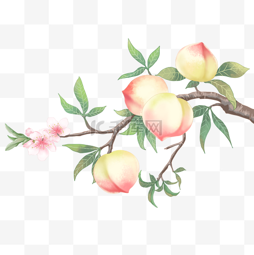 新鲜桃子果树图片