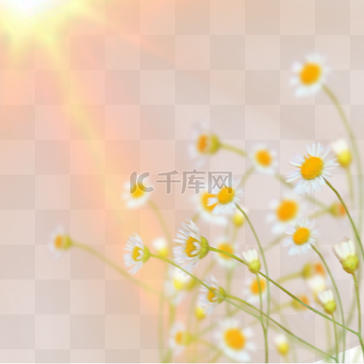 阳光照射下的小雏菊图片
