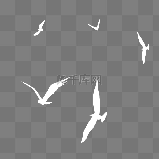 飞鸟飞翔白鹭鸟类图片