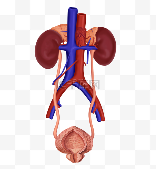 医疗人体器官泌尿系统图片