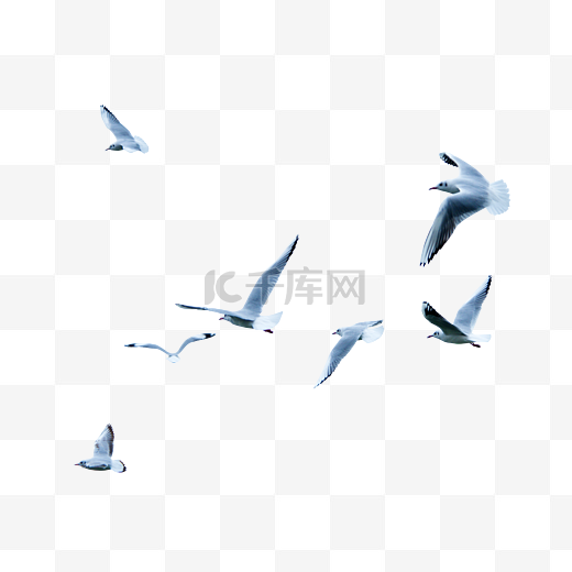 鸟群海鸥飞鸟图片
