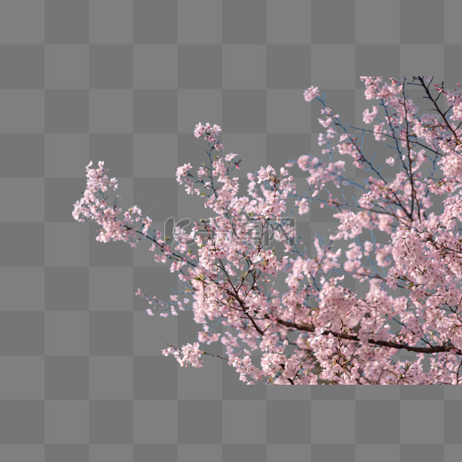 樱花花朵树枝图片