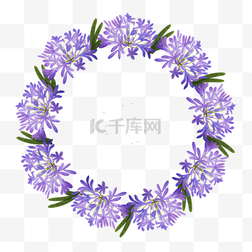 非洲百子莲水彩花卉紫色花环边框图片