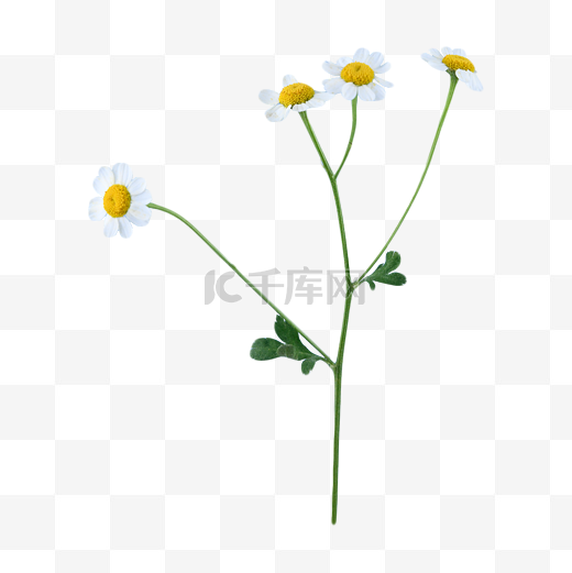 花环花朵草本洋甘菊图片