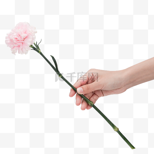 拿粉色康乃馨鲜花送花图片