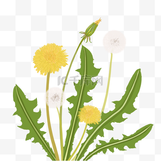 蒲公英黄色花卉水彩风格图片