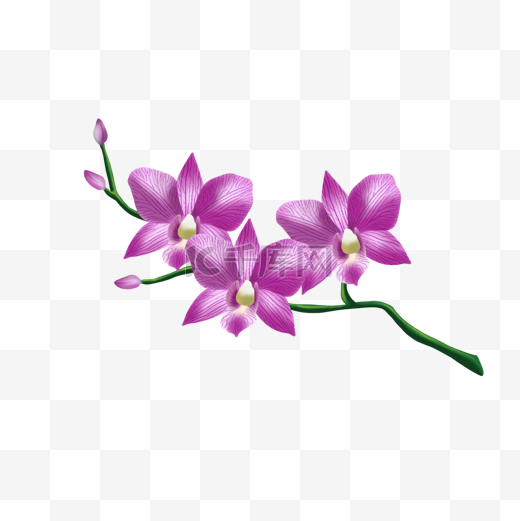 紫色花瓣兰花剪贴画图片