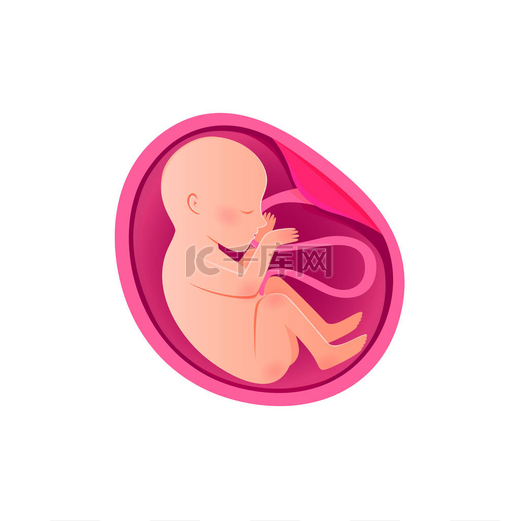 Embryo开发隔离图标。 怀孕、胎儿发育. 图片
