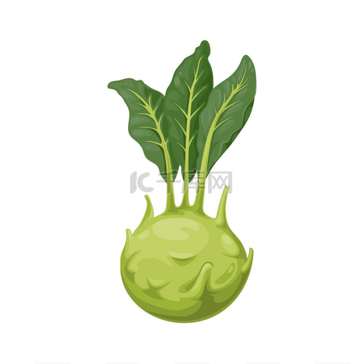 卷心菜与萝卜形状的茎分离的3逼真的图标矢量二年生蔬菜低生根绿叶素食野甘蓝的一个矮化品种德国卷心菜萝卜卷心菜萝卜分离的蔬菜叶子图片