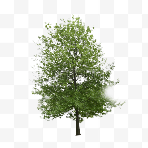 栎树生态户外环境植物图片