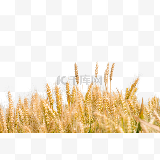 小麦麦田图片