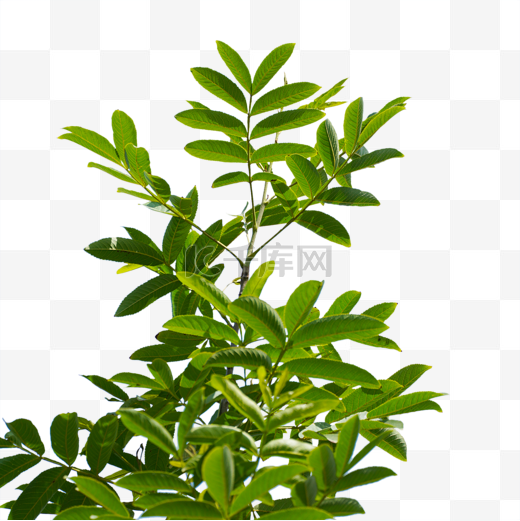 绿色植物树枝枝叶图片