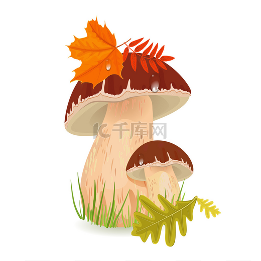 蘑菇牛肝菌，为你设计图片