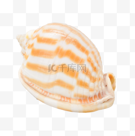 沙滩海滩海螺贝壳图片
