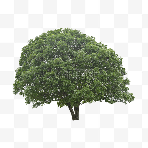 栎树树干户外环境植物图片