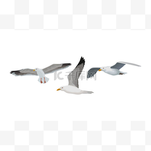 白鸥或海鸥作为翅膀向量群上有黑色标记的海鸟图片