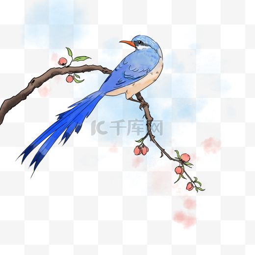 中国画花鸟蓝色鸟图片