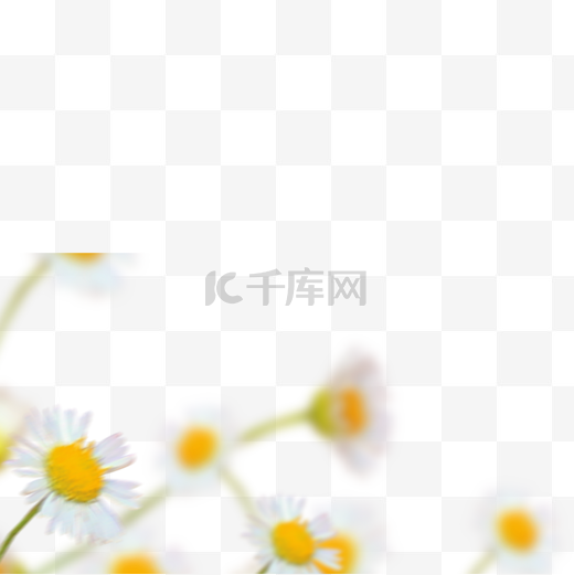 春天里的白色朦胧小雏菊图片