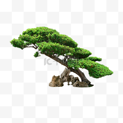 松树小型树植物树干绿植盆景图片