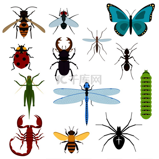五颜六色的顶视图昆虫图标与蜜蜂、蚱蜢、蚂蚁、苍蝇、蜻蜓和瓢虫、蜘蛛和蚊子、毛毛虫、鹿角甲虫和蝎子。图片