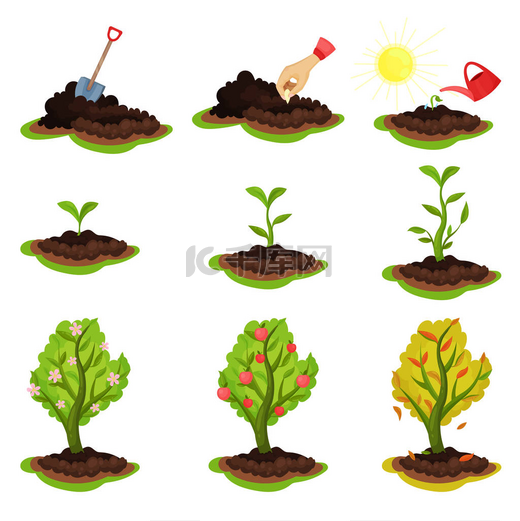 显示植物生长阶段的平面向量图。从种植种子到树与成熟的苹果的过程。园艺与栽培主题图片