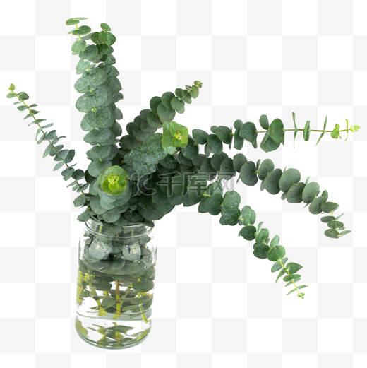 花瓶装饰尤加利绿植图片