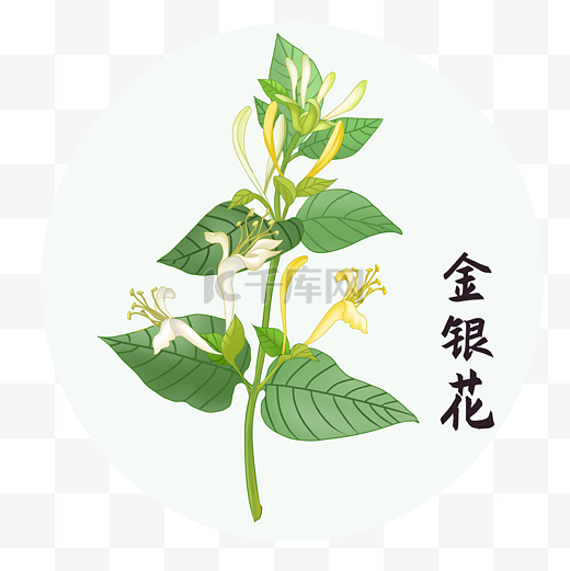 中草药中药植物金银花图片