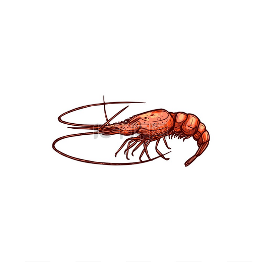 虾贝类甲壳类动物分离的对虾草图矢量水下动物单色生的或煮熟的海鲜对虾分离载体海洋动物草图图片