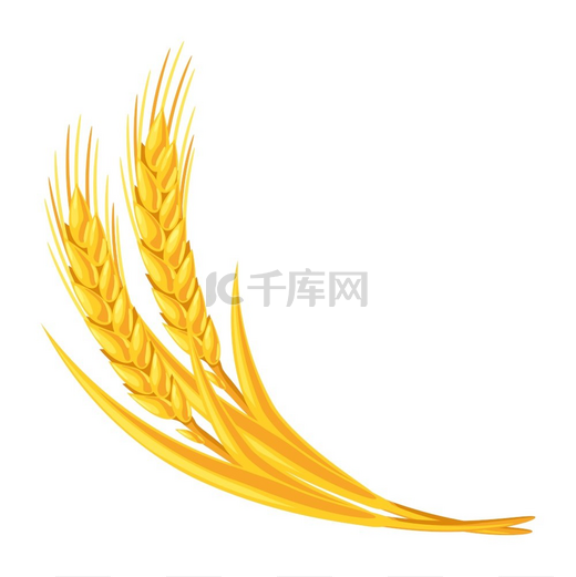 小麦束的插图农业形象大麦或黑麦的自然金穗小麦束的插图农业图像大麦或黑麦的金色穗图片