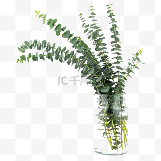 绿植尤加利花瓶装饰图片
