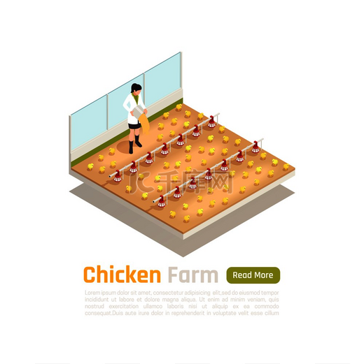 肉鸡家禽库存生产等距组成与现代新孵化小鸡饲养技术内部设施矢量图解图片