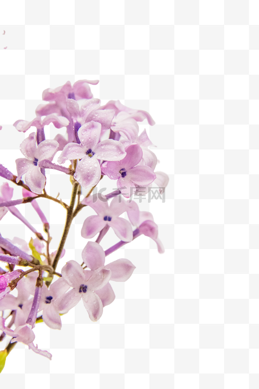 紫丁香鲜花花枝图片